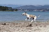 WHIPPET 002